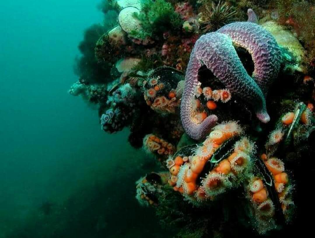 Appartamento El Tamarisco Puerto Pirámides Esterno foto